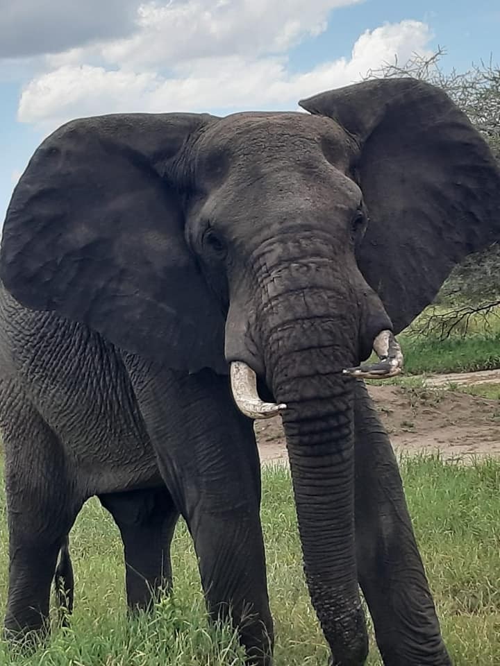 הפיל האפריקאי