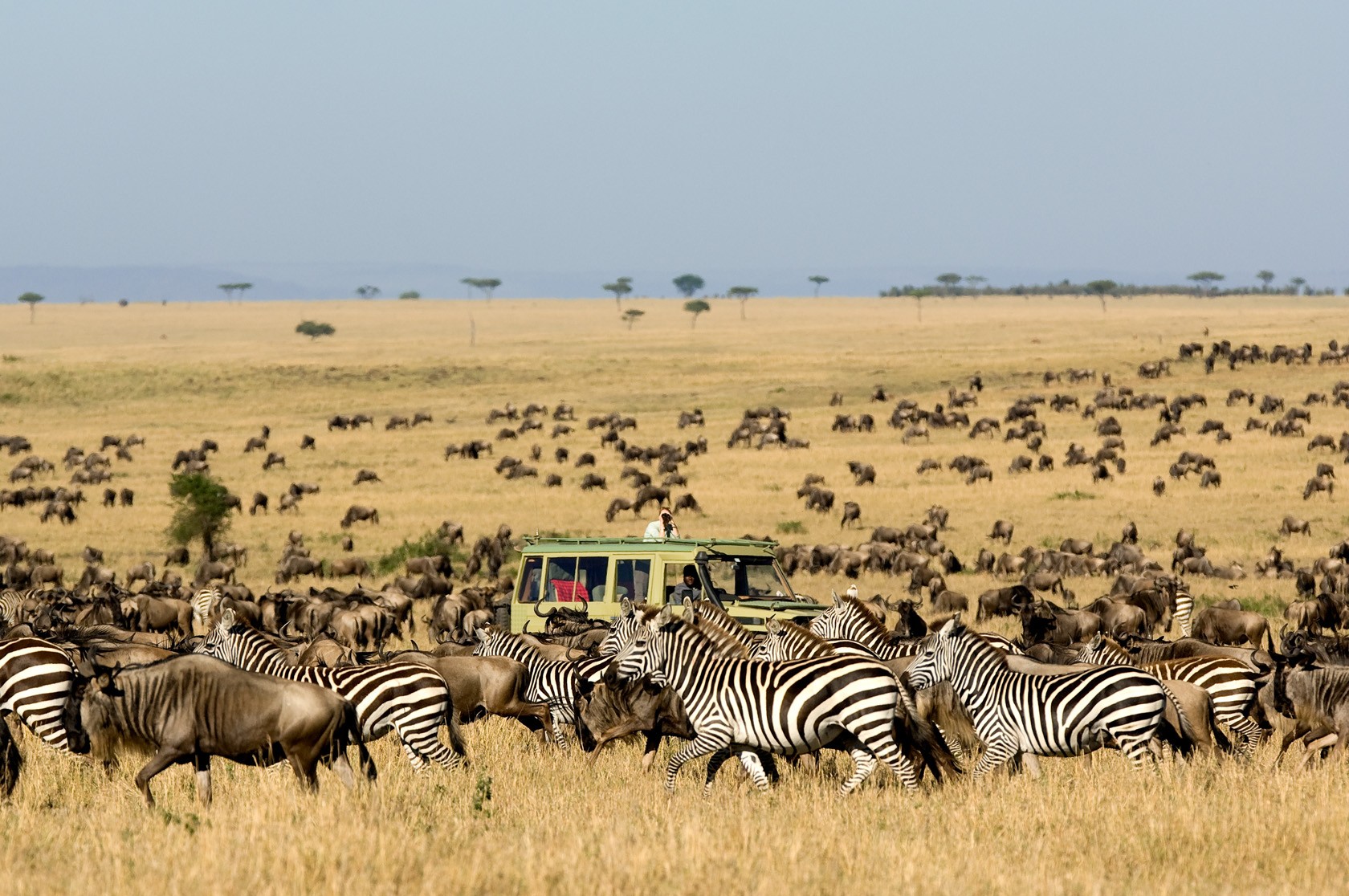 Tumaini Tours And Tracks In Africa Migration Season Safari