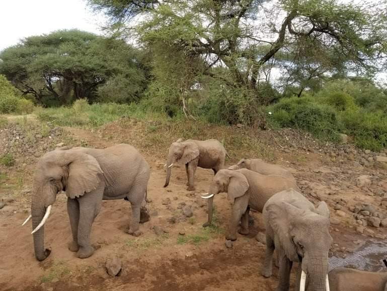 הפיל האפריקאי