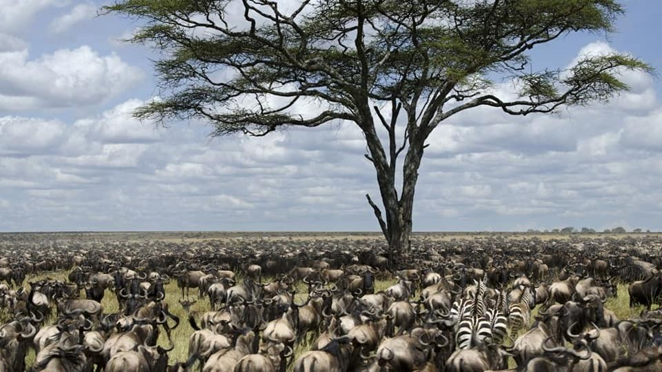 בעלי חיים באפריקה